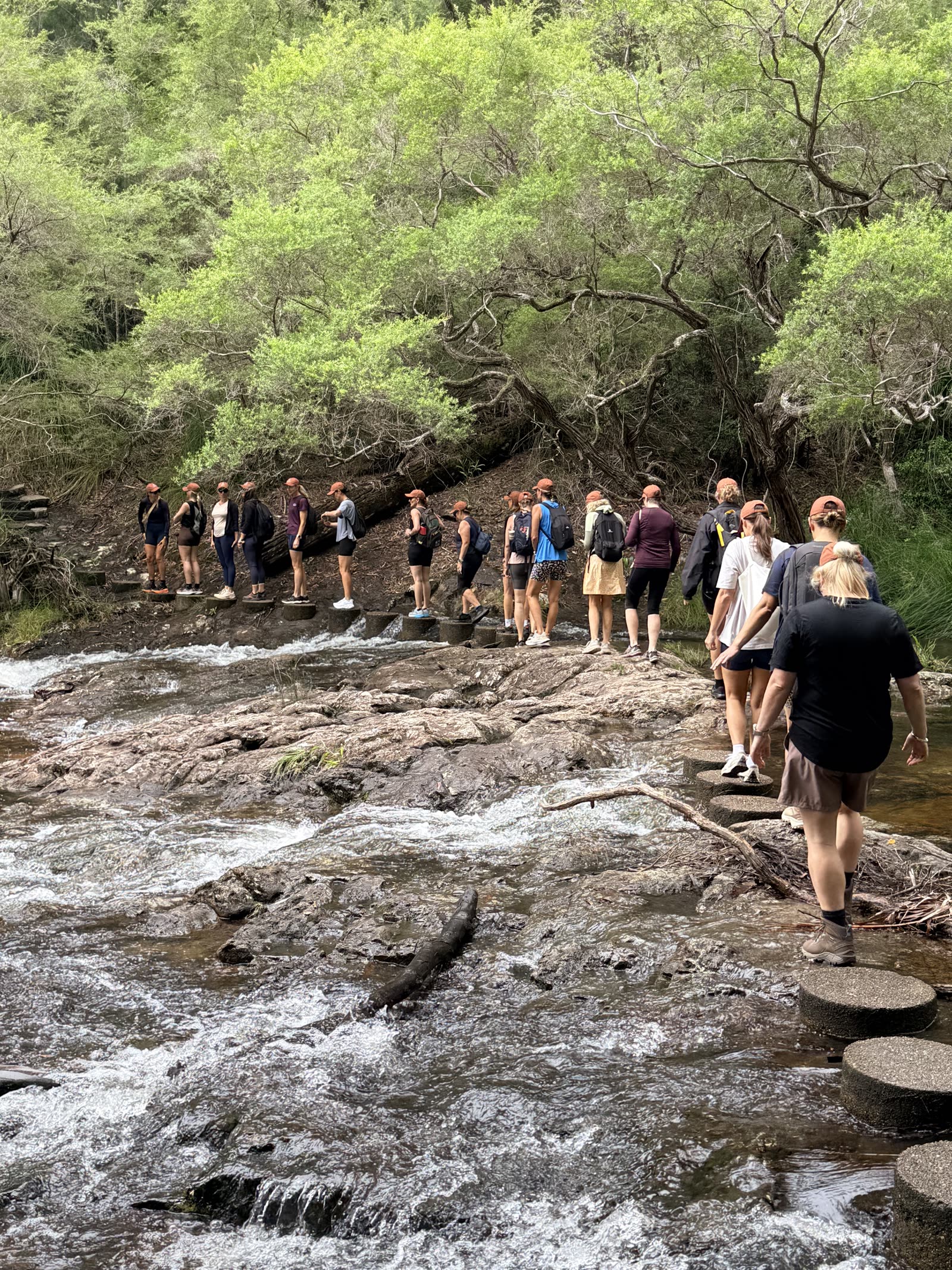 A group crossing a creek on stepping stones through bushland